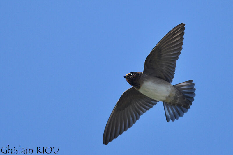 American Cliff Swallow