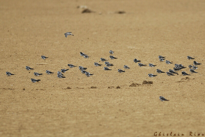 Hirondelle de rivage