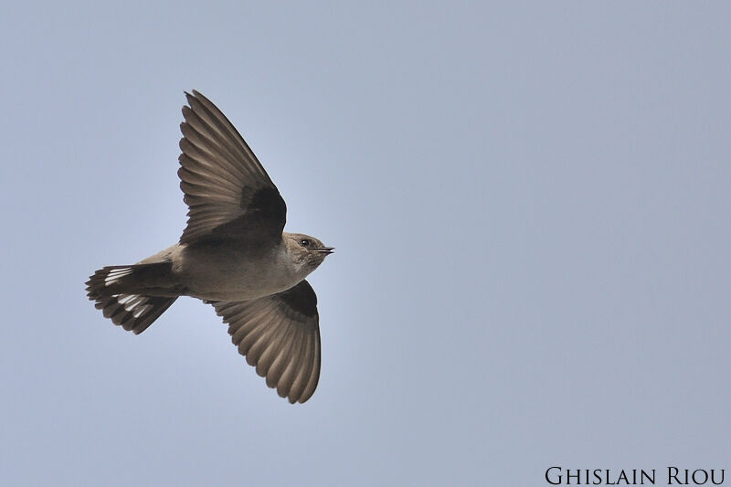 Eurasian Crag Martin