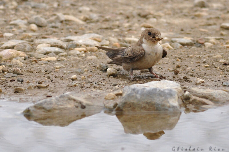 Eurasian Crag Martin, Behaviour