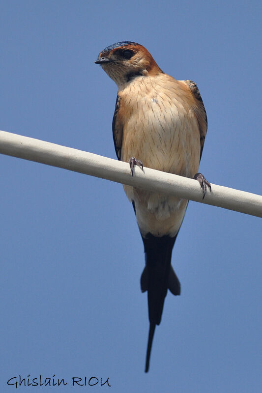 Red-rumped Swallow