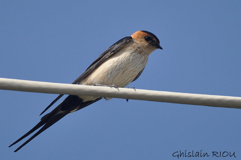 European Red-rumped Swallow