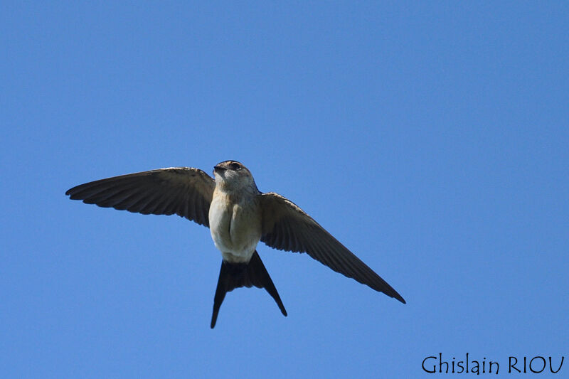 Red-rumped Swallow