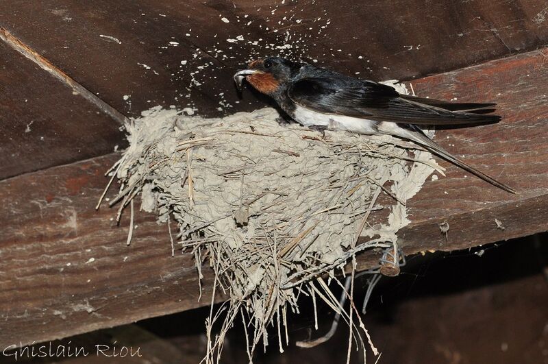 Barn Swallowadult