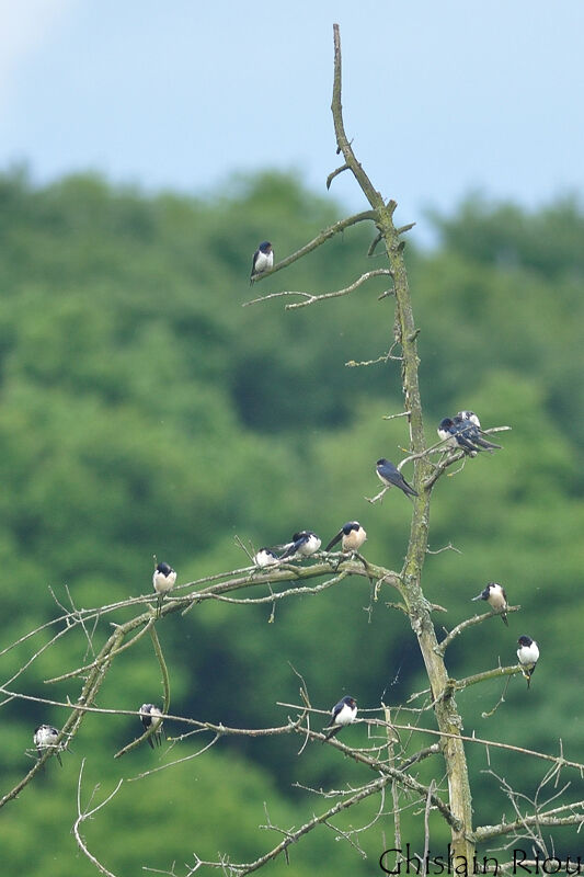 Barn Swallow