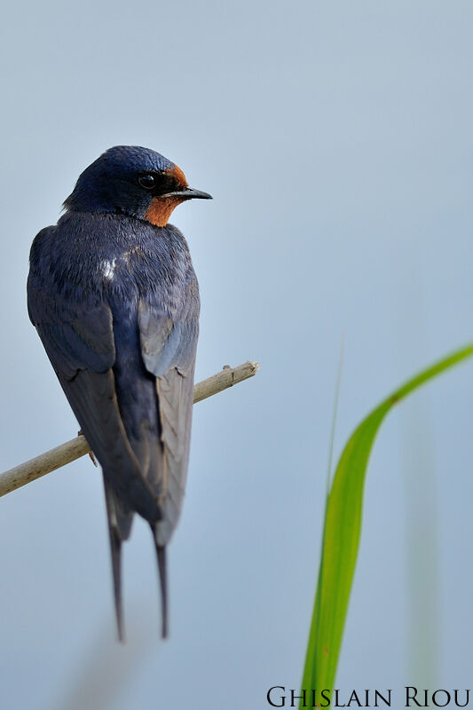 Barn Swallow