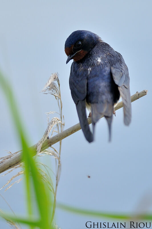 Barn Swallow