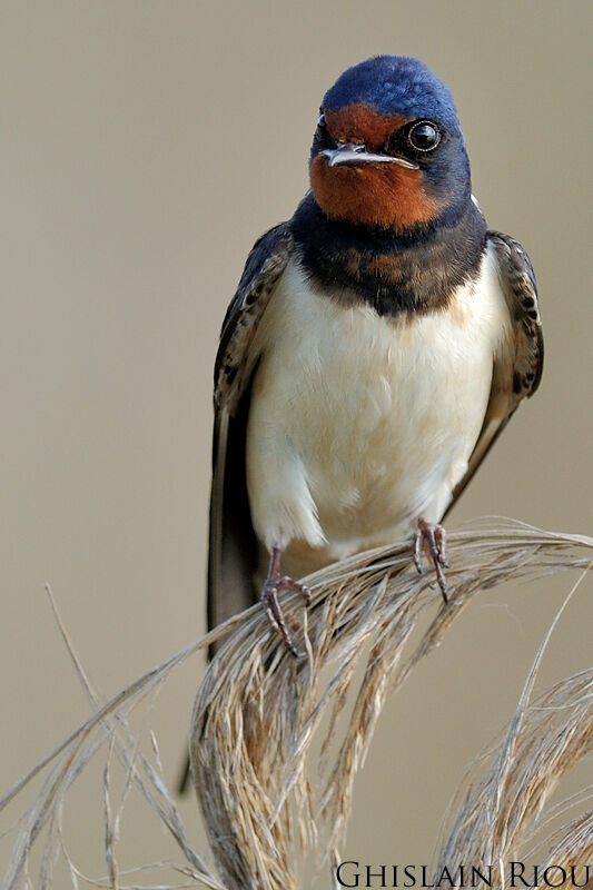 Hirondelle rustique