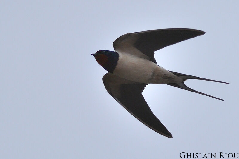 Barn Swallow