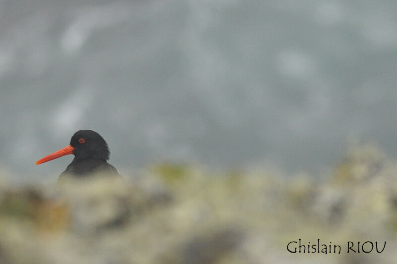 Eurasian Oystercatcher male adult