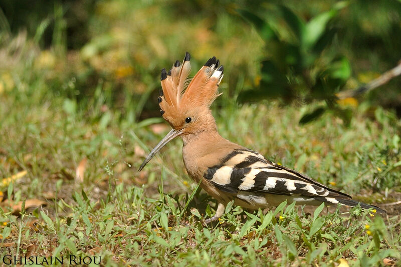 Eurasian Hoopoe