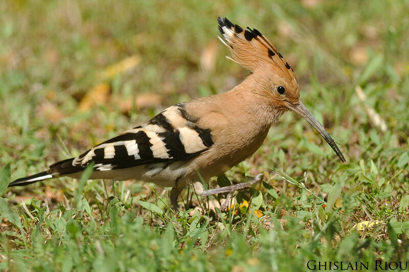 Eurasian Hoopoe