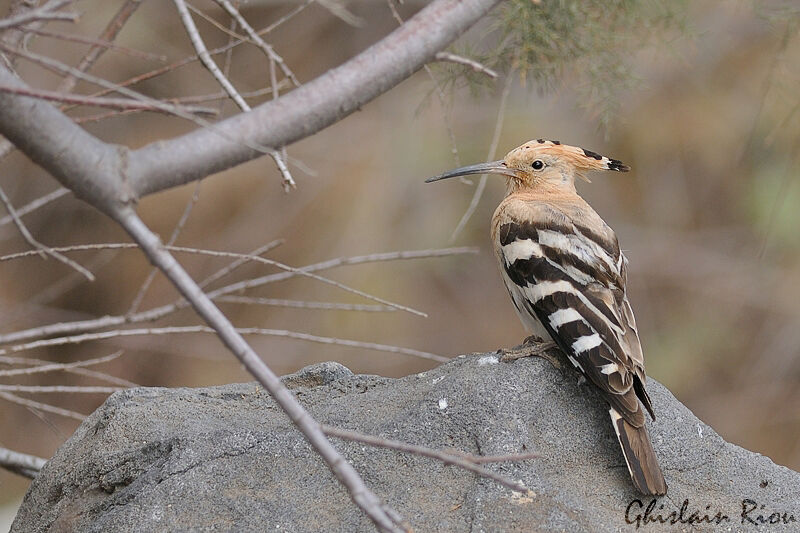 Eurasian Hoopoe