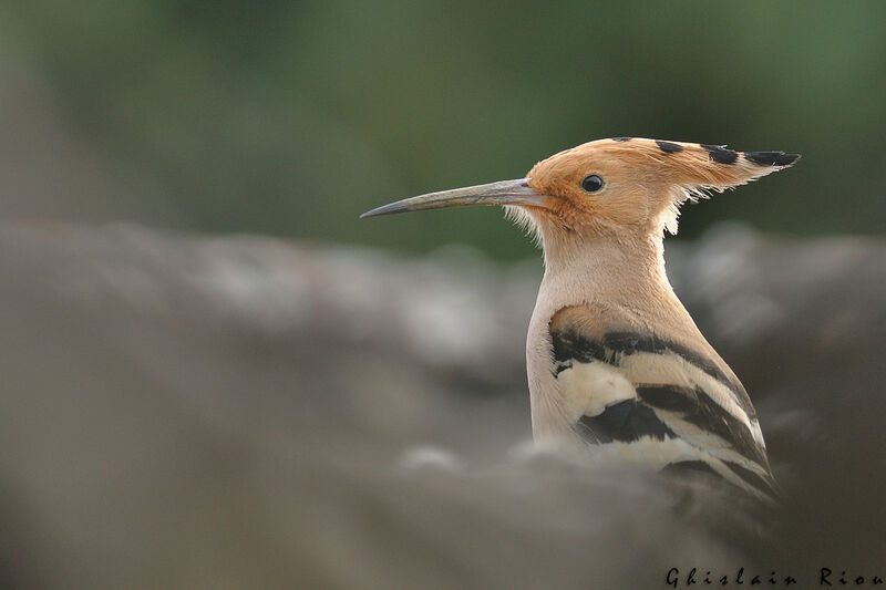 Eurasian Hoopoe