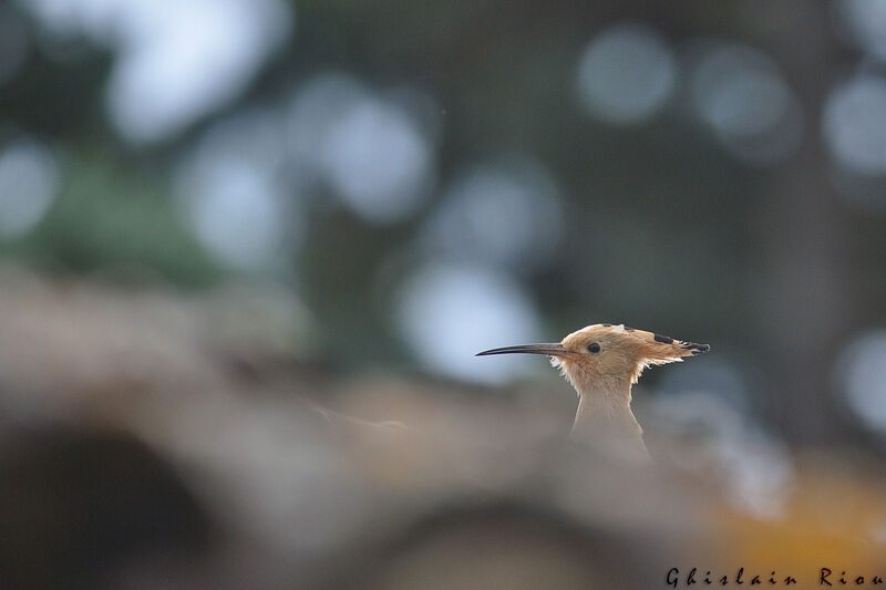 Eurasian Hoopoe