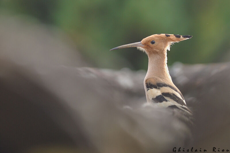 Eurasian Hoopoe