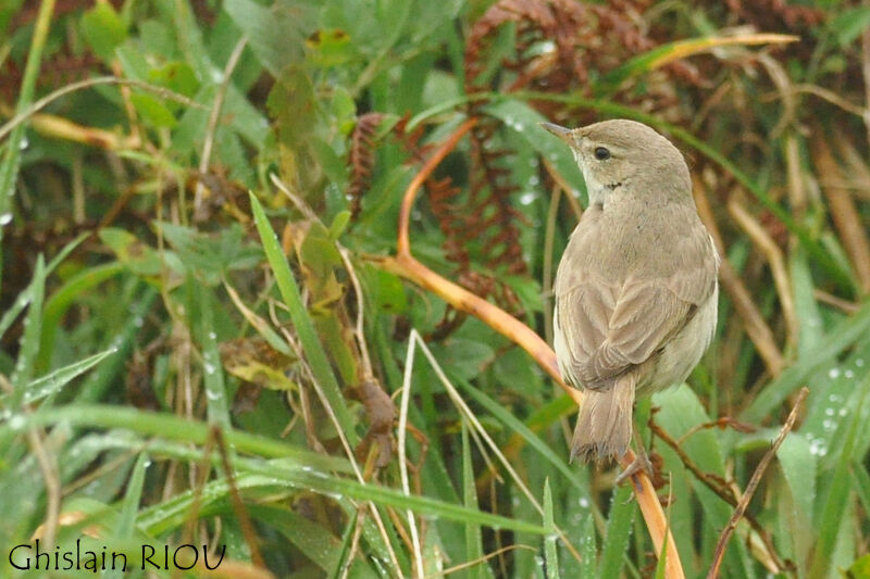 Booted Warbler