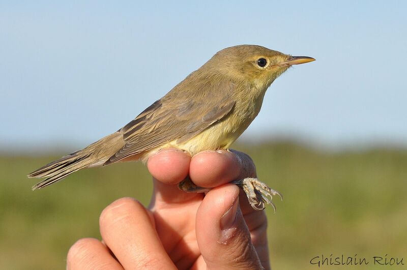 Melodious Warbler