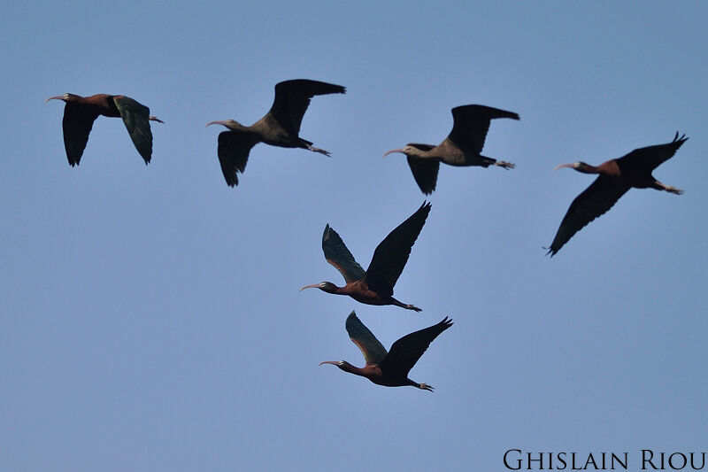 Ibis falcinelle