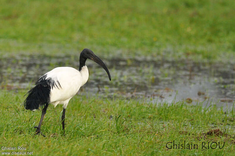 Ibis sacréadulte, identification