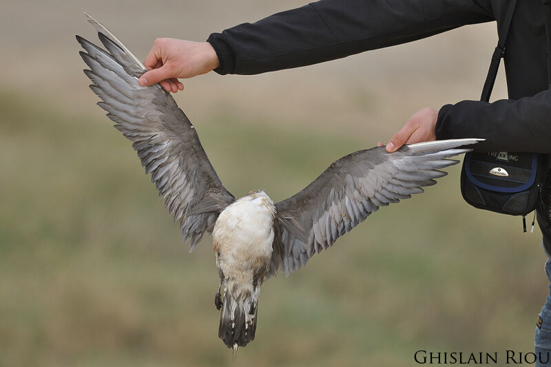 Long-tailed JaegerThird  year