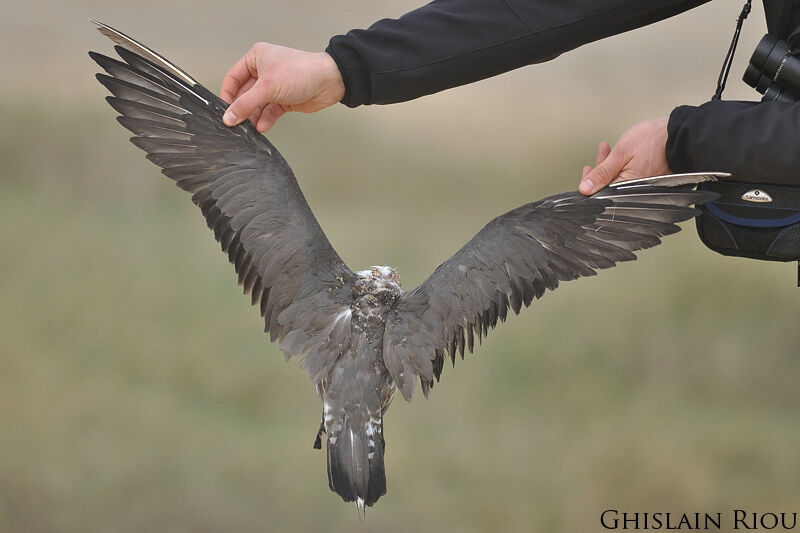 Long-tailed JaegerThird  year