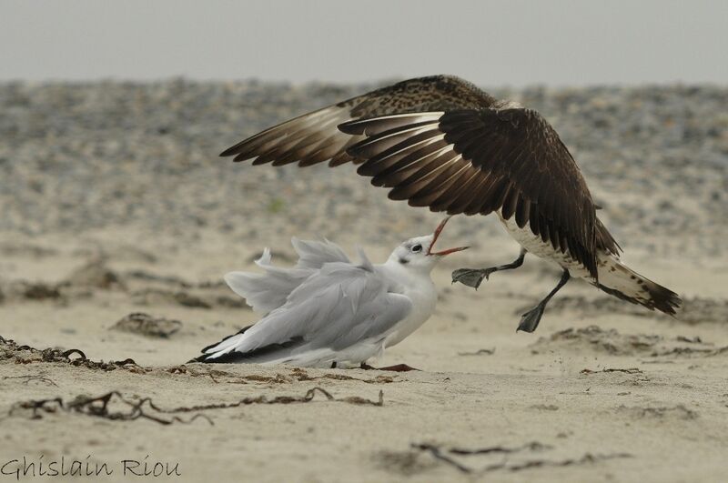 Parasitic JaegerSecond year