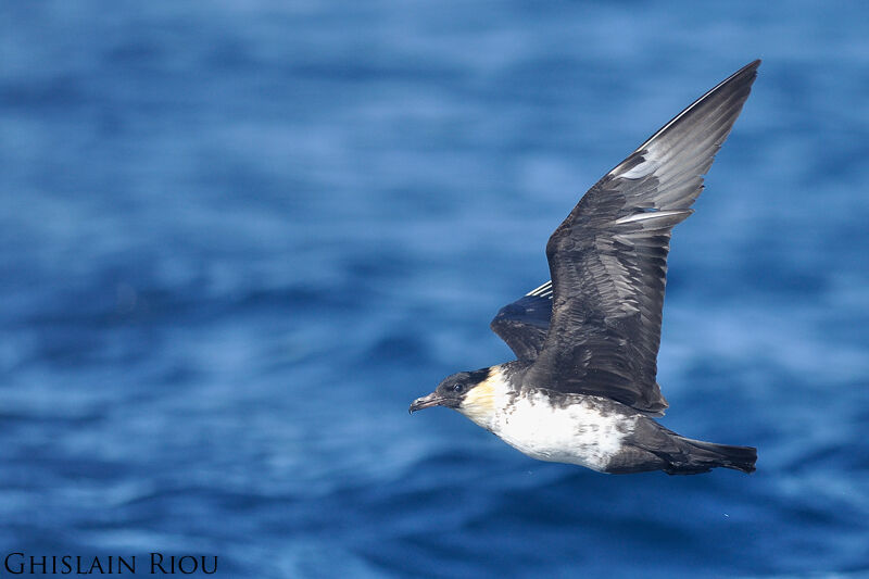 Pomarine Jaeger