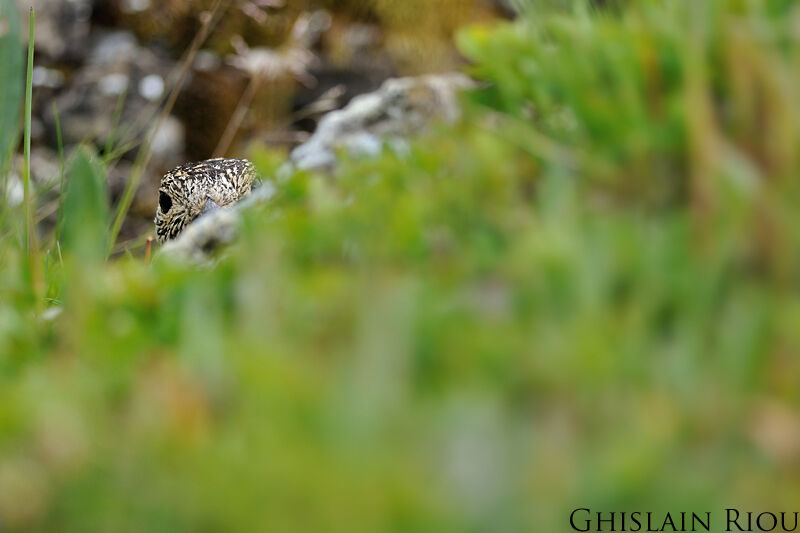 Rock Ptarmigan female adult