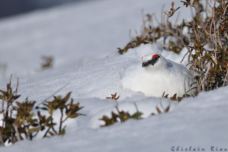 Rock Ptarmigan male