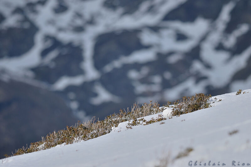 Rock Ptarmigan male