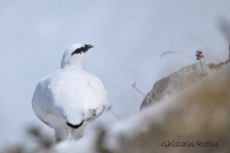 Rock Ptarmigan male adult