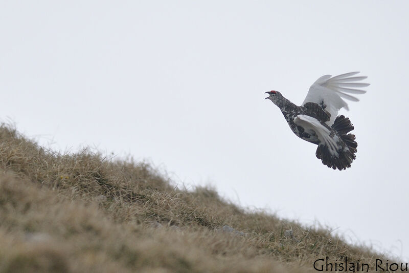 Rock Ptarmigan male