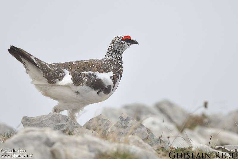 Lagopède alpin mâle adulte nuptial, identification