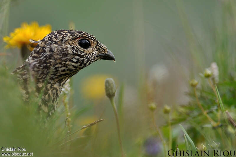 Rock Ptarmigan female adult, close-up portrait