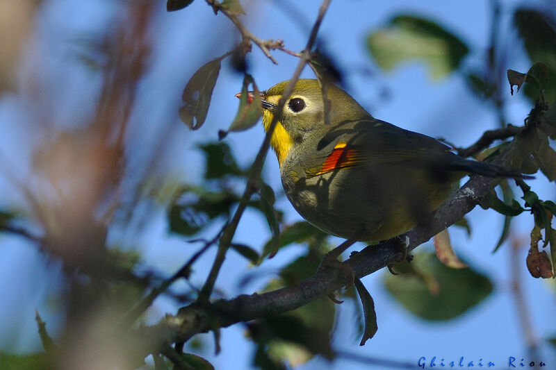 Red-billed Leiothrix