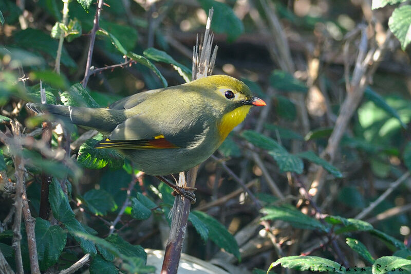 Léiothrix jaune