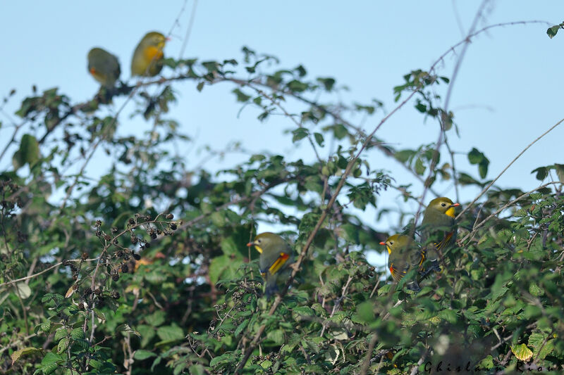 Red-billed Leiothrix