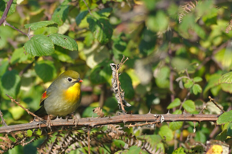 Red-billed Leiothrix