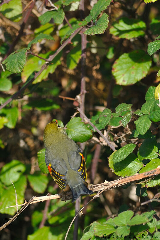 Red-billed Leiothrix