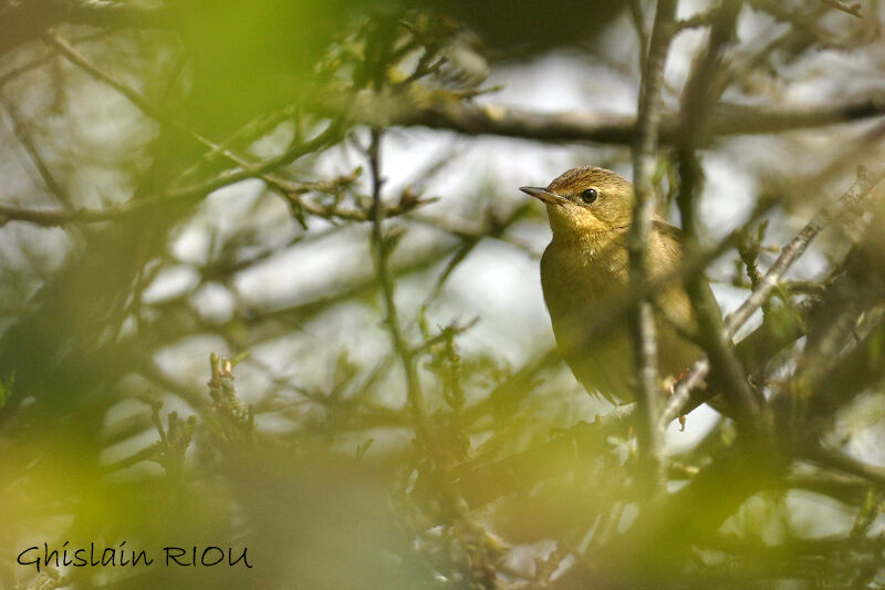 Common Grasshopper Warbler