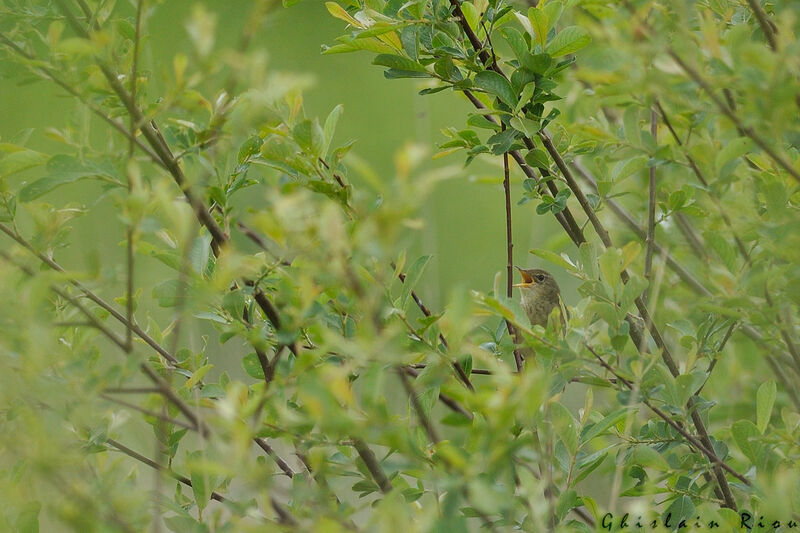 Common Grasshopper Warbler