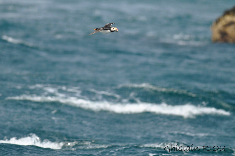 Atlantic Puffin