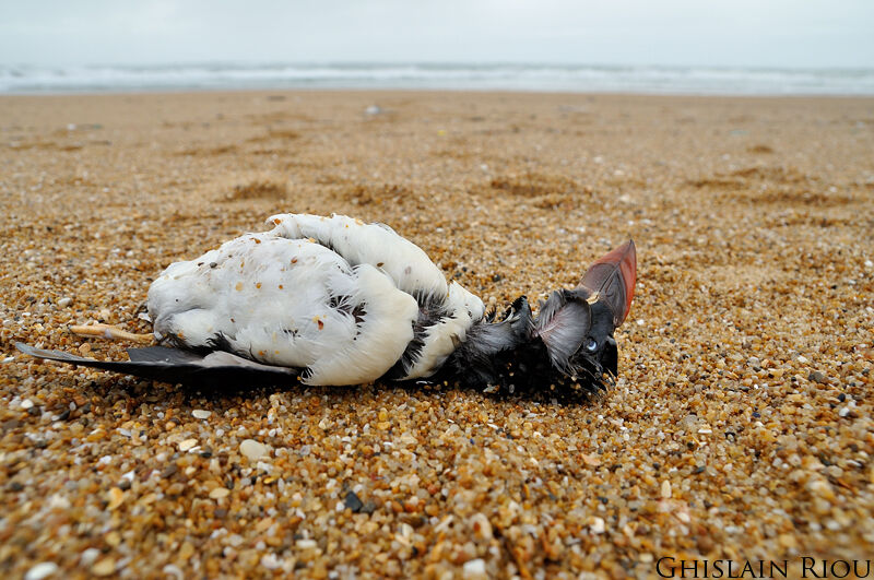 Atlantic Puffinadult