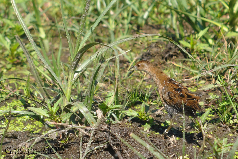 Baillon's Crake female juvenile