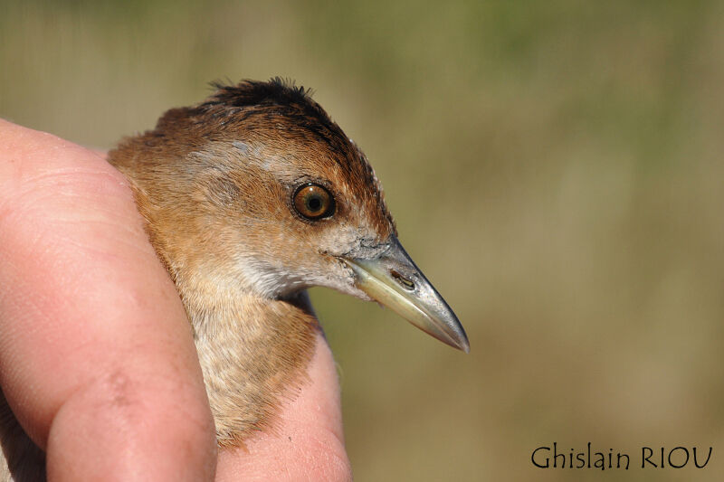 Baillon's Crake female juvenile