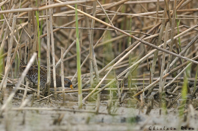 Spotted Crake