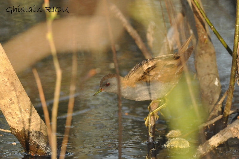 Little Crake male adult