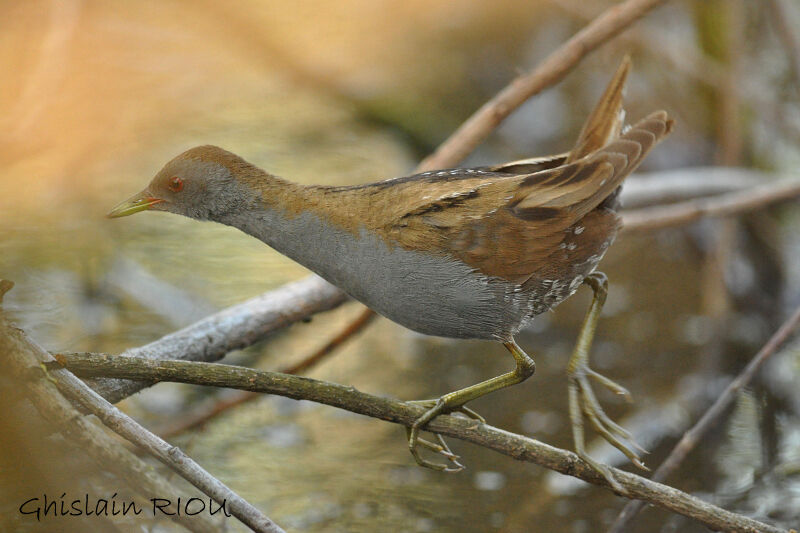 Little Crake male adult