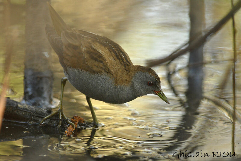 Little Crake male adult